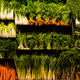 Illustration for article titled Are Fresh Vegetables Really More Expensive Than Frozen or Canned?